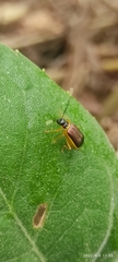 Paratriarius