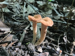 Laccaria laccata