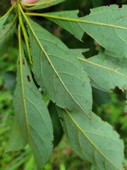 Lindera erythrocarpa