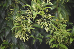 Cestrum nocturnum