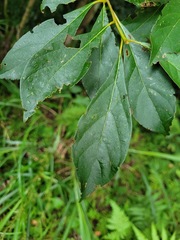 Lindera erythrocarpa