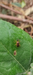 Paratriarius