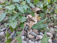 Aiolopus strepens