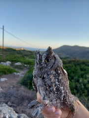 Otus scops