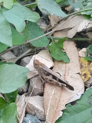 Aiolopus strepens
