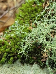 Cladonia furcata