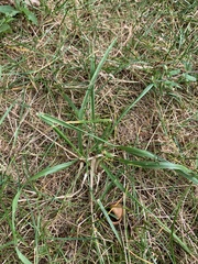 Poa pratensis