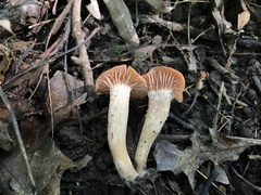 Laccaria laccata
