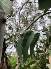 Eucalyptus camaldulensis