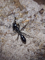 Dinoponera quadriceps