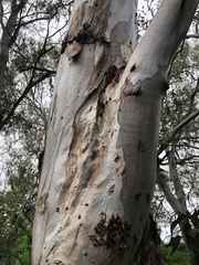 Eucalyptus camaldulensis