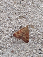 Pyrausta despicata
