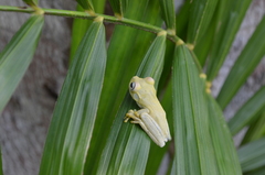 Boana platanera
