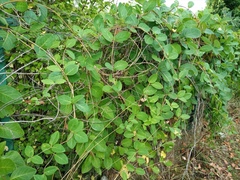 Lonicera caprifolium