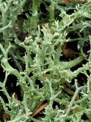 Cladonia furcata
