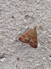 Pyrausta despicata