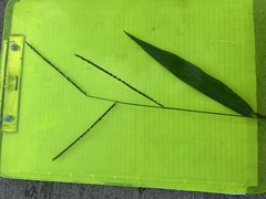 Paspalum langei