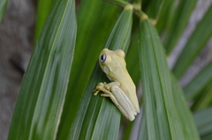 Boana platanera