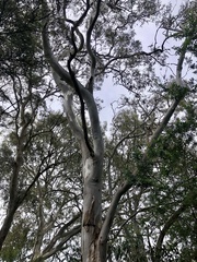Eucalyptus camaldulensis