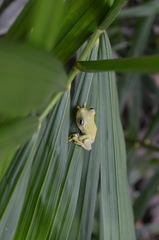 Boana platanera