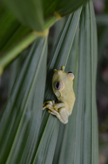 Boana platanera