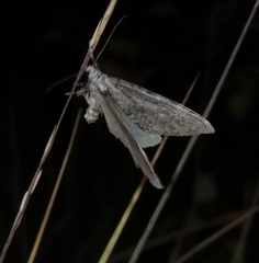 Entephria caesiata
