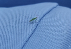 Trigonotylus caelestialium