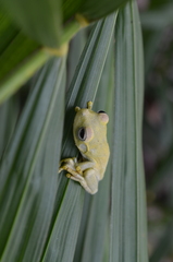 Boana platanera
