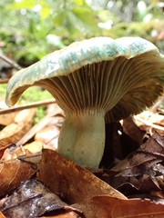 Lactarius indigo