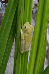 Boana platanera