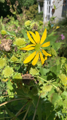 Silphium integrifolium