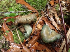 Lactarius indigo