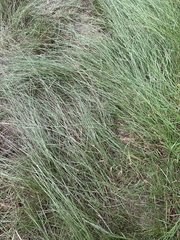 Sporobolus pumilus