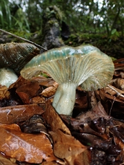 Lactarius indigo