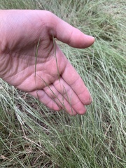 Sporobolus pumilus