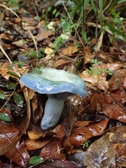 Lactarius indigo