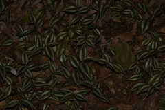 Tradescantia zebrina