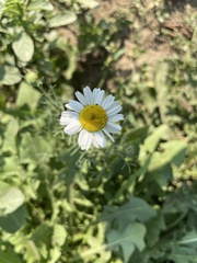 Matricaria chamomilla