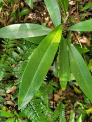 Rhododendron formosanum