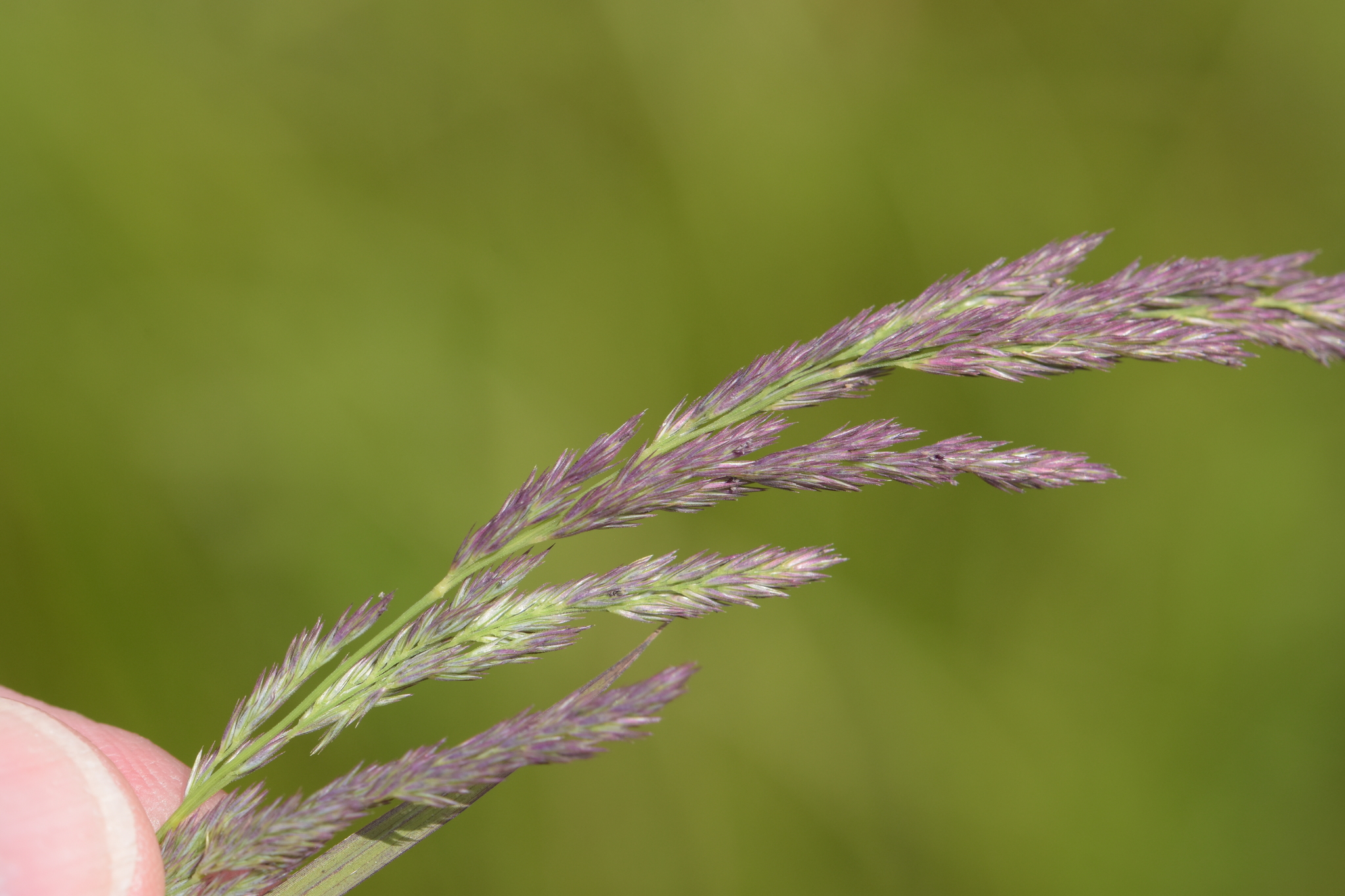 Muhlenbergia mexicana