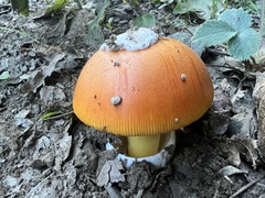 Amanita caesarea