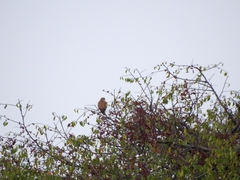 Falco rupicoloides