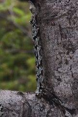 Odontopera bidentata