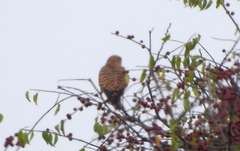 Falco rupicoloides