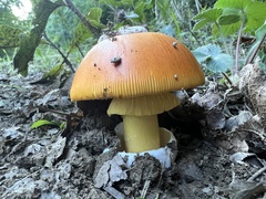 Amanita caesarea
