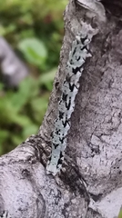 Odontopera bidentata