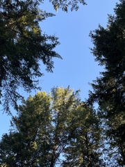 Coccothraustes vespertinus