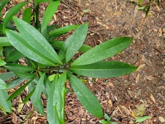 Rhododendron formosanum