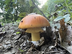 Amanita caesarea