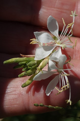Oenothera lindheimeri